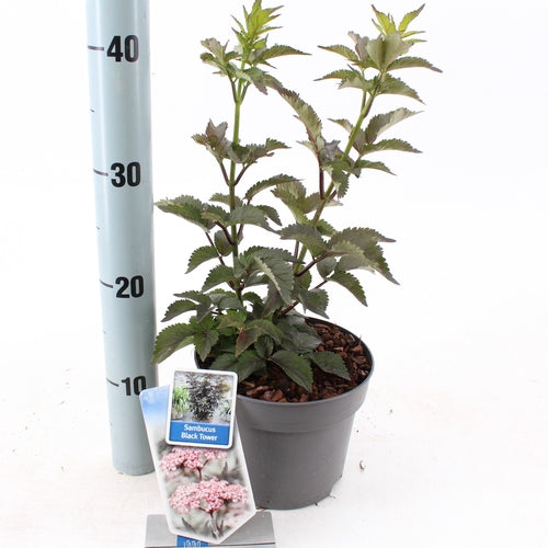 Zwarte vlier (Sambucus nigra Black Tower) - Heesters