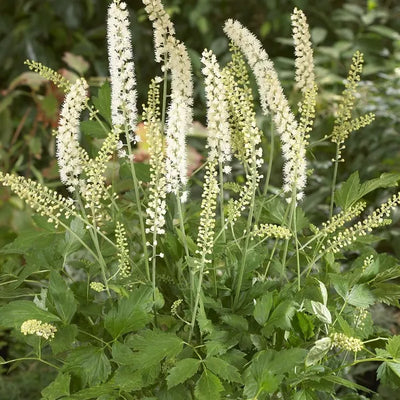 Zilverkaars (Actaea simplex 'White Pearl' (cimicifuga))