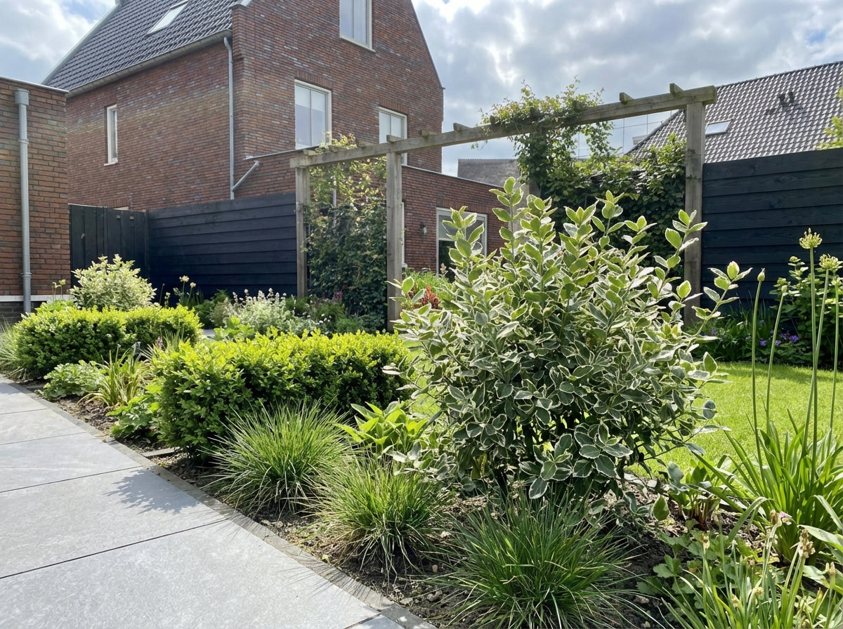 Kardinaalsmuts (Euonymus fortunei  'Emerald Gaiety')