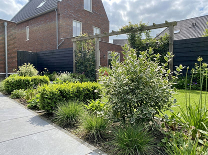 Kardinaalsmuts (Euonymus fortunei  'Emerald Gaiety')