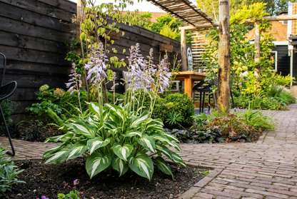 Hartlelie (Hosta 'Undulata Mediovariegata') - Tuinplanten