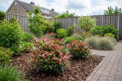 Druifheide (Leucothoe keiskei Burning Love) - Heesters