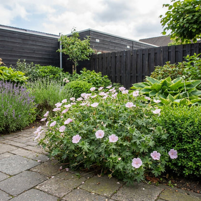 Ooievaarsbek (Geranium sanguineum var. striatum)