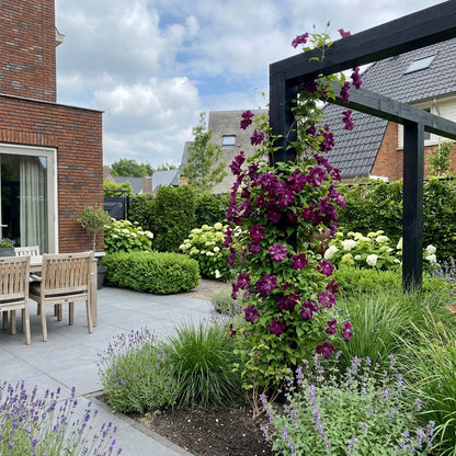 Klimplant Clematis vit. Purp. P. Elegans (Bosrank) - Klimplanten