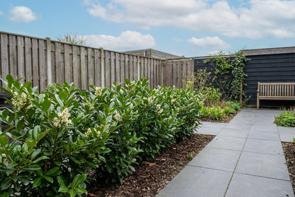 Liguster (Ligustrum jap. 'Texanum') - Groenblijvende struiken