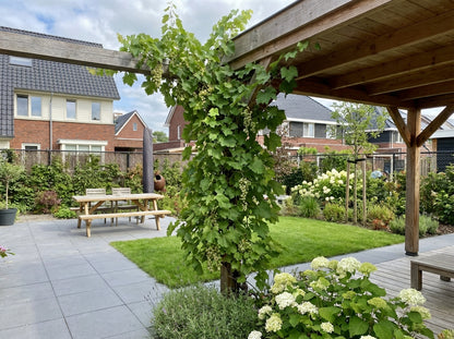 Klimplant Vitis Riesling (druif) - Klimplanten