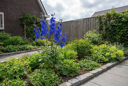 Ridderspoor (Delphinium (P) 'Blue Bird') - Tuinplanten
