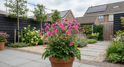 Anemoon (Anemone Annabella 'Deep Rose') - Tuinplanten
