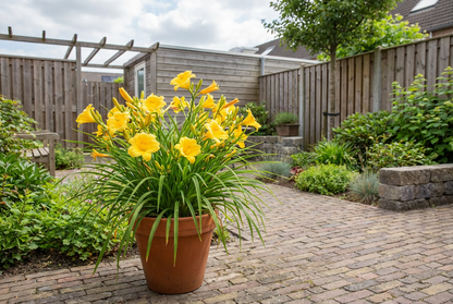 Daglelie (Hemerocallis 'Stella de Oro') - Tuinplanten