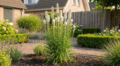 Lampepoetser (Liatris spicata 'Floristan Weiss') - Tuinplanten
