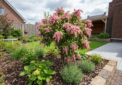 Rotsheide (Pieris jap. 'Rosalinda') - Heesters