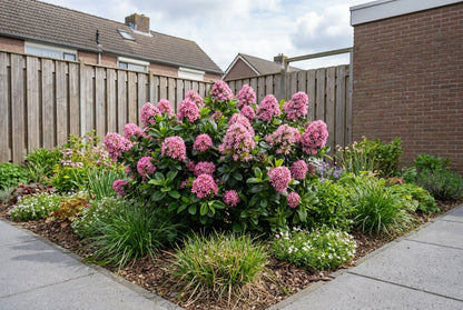 Escallania (Escallonia laevis Pink Elle) - Heesters