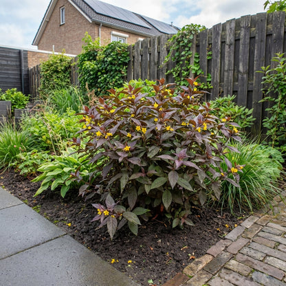 Puntwederik (Lysimachia ciliata 'Firecracker') - Tuinplanten