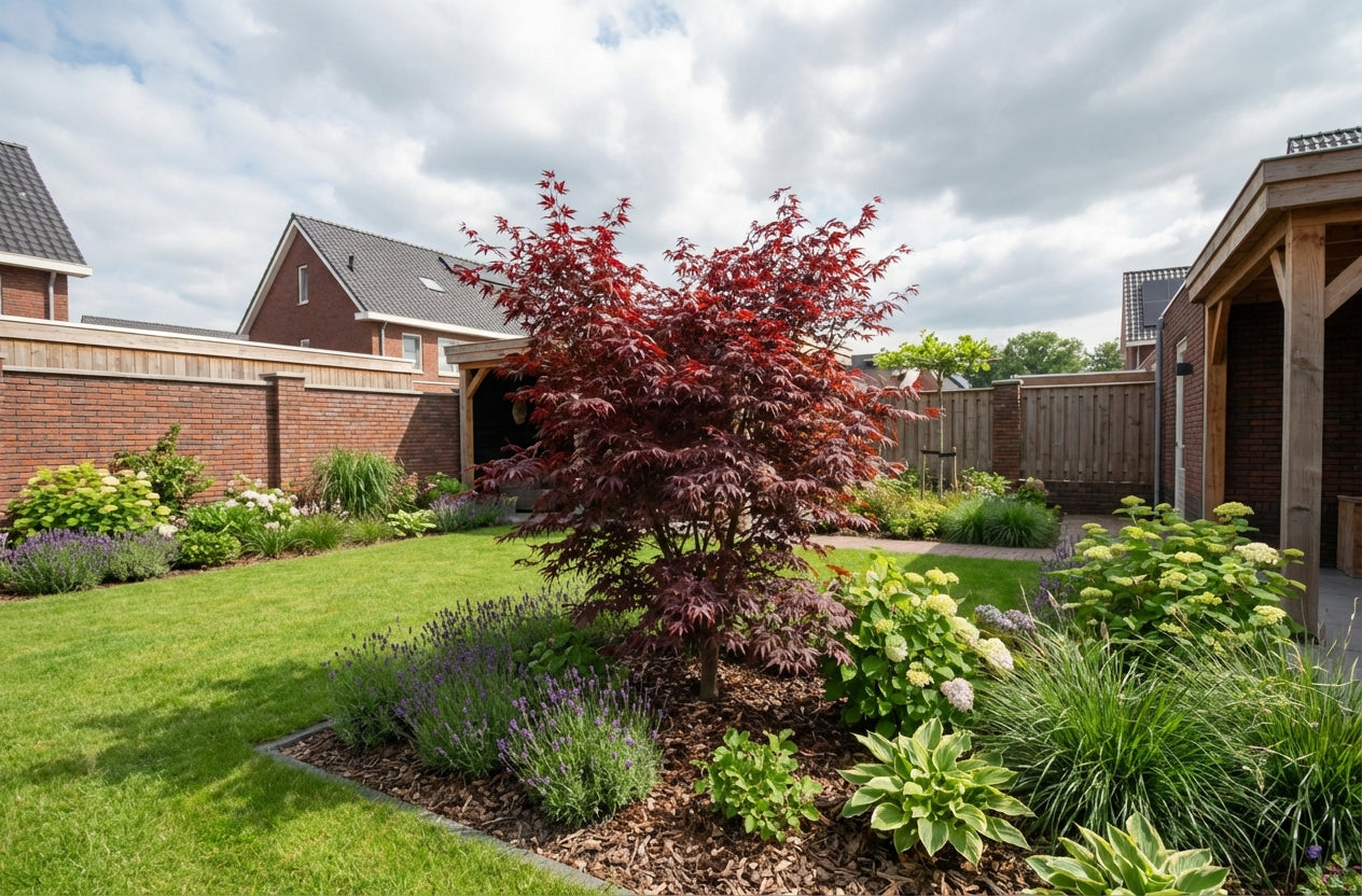 Japanse Esdoorn (Acer palmatum 'Trompenburg') - Japanse Esdoorn