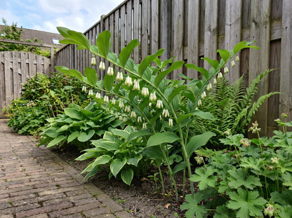 Salomonszegel (Polygonatum multiflorum) - Tuinplanten