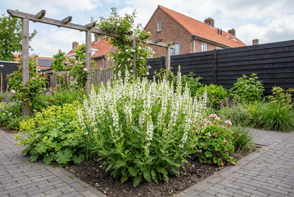 Salie (Salvia nemorosa 'Schneehügel') - Tuinplanten