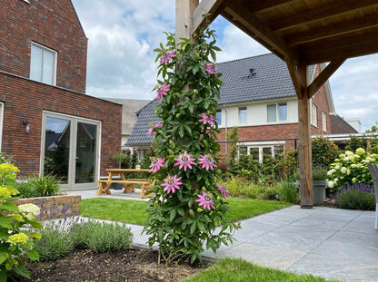 Klimplant Passiflora Victoria (passiebloem) - Klimplanten