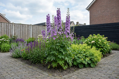 Ridderspoor (Delphinium (P) 'Astolat') - Tuinplanten
