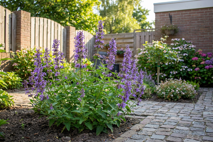 Kattekruid (Nepeta kubanica) - Tuinplanten