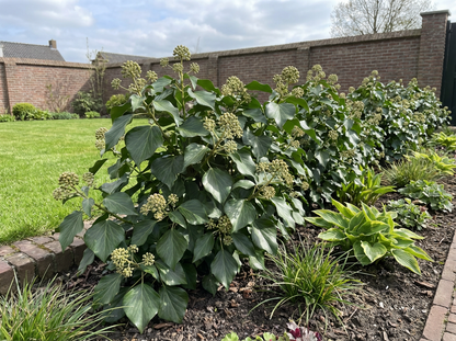 Klimop (Hedera colchica 'Fall Favourite') - Heesters