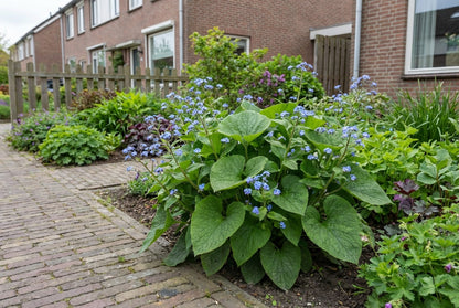 Vergeet-mij-niet (Brunnera macrophylla) - Tuinplanten