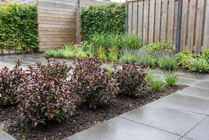 Hulst (Ilex meserveae 'Little Rascal') - Groenblijvende struiken