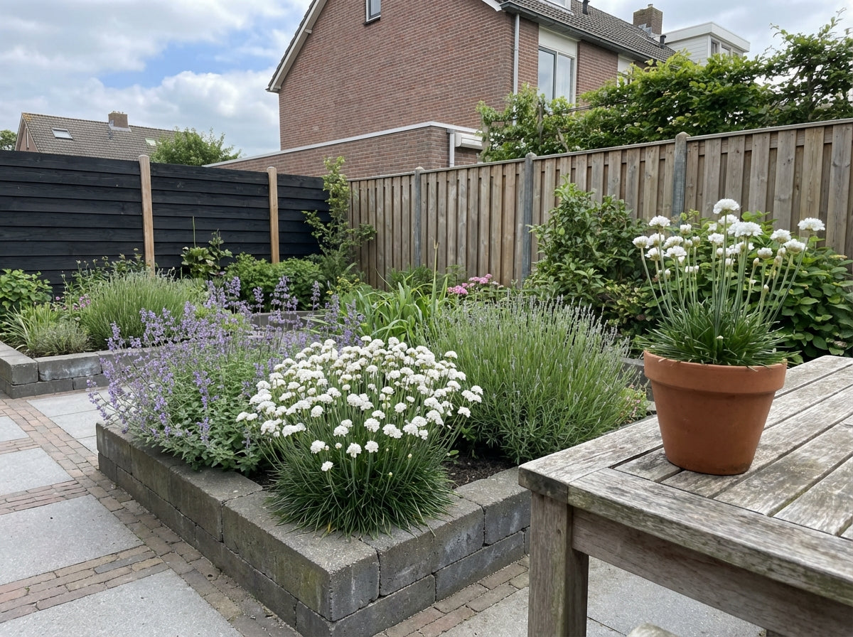 Engels gras (Armeria maritima 'Alba') - Tuinplanten