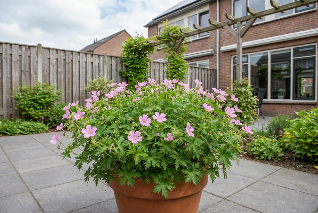 Ooievaarsbek (Geranium endressii 'Wargrave Pink')