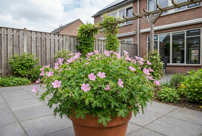 Ooievaarsbek (Geranium endressii 'Wargrave Pink')