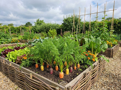 Wortel Rainbow F1 - Zaden