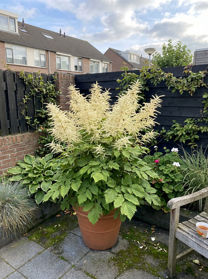 Geitebaard (Aruncus dioicus) - Tuinplanten