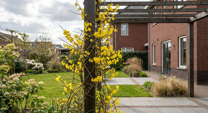 Klimplant Jasminum nudiflorum (winterjasmijn) - Klimplanten