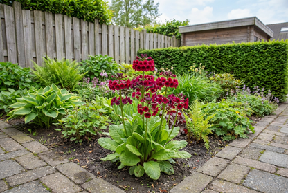 Etage primula (Primula japonica 'Miller's Crimson') - Tuinplanten