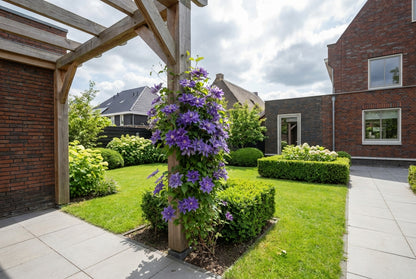 Klimplant Clematis Multi Blue (Bosrank) - Klimplanten