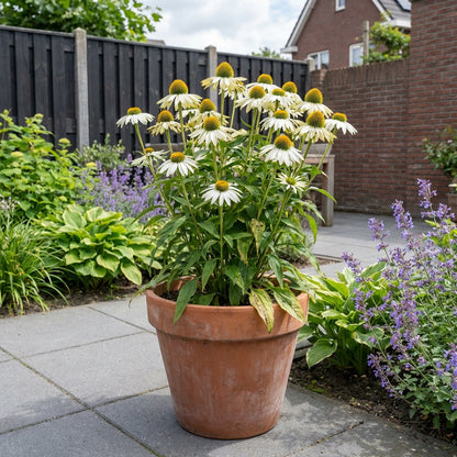 Zonnehoed (Echinacea purpurea 'White Swan') - Tuinplanten
