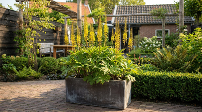 Kruiskruid (Ligularia przewalskii) - Tuinplanten