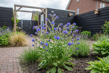 Ossentong (Anchusa azurea 'Dropmore') - Tuinplanten