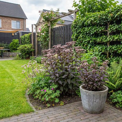 Leverkruid (Eupatorium rugosum 'Chocolate') - Tuinplanten