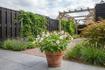 Ooievaarsbek (Geranium 'Dreamland')