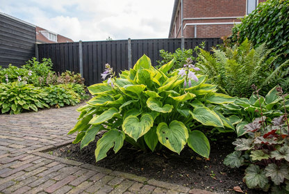 Hartlelie (Hosta 'Golden Tiara') - Tuinplanten