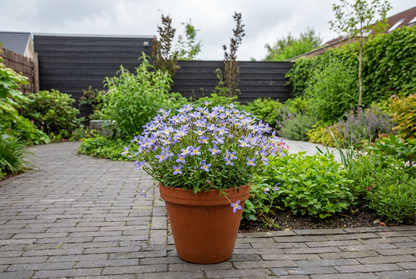 Porseleinsterretje (Houstonia caer. 'Millard's Variety') - Tuinplanten