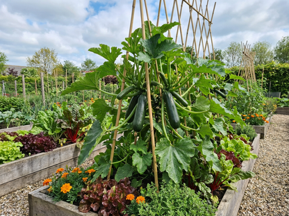 Courgette Klimmend Black Forest F1 - Zaden