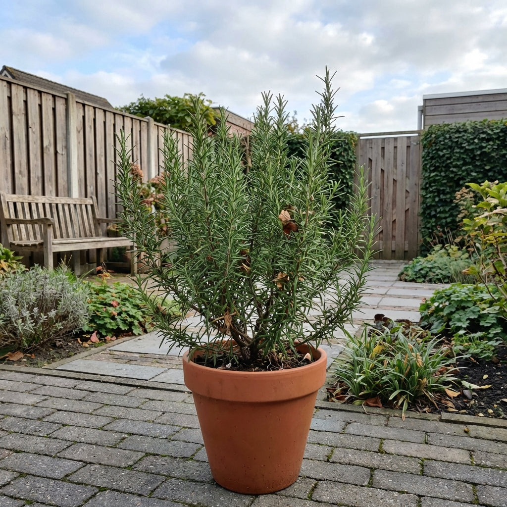 Rozemarijn (Rosmarinus Officinalis) - Tuinplanten