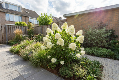 Hortensia (Hydrangea paniculata 'Grandiflora') - Hortensia