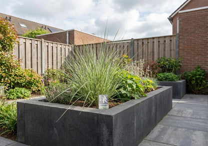 Pampasgras (Cortaderia sell. 'Mini Silverpampas') - Pampasgras