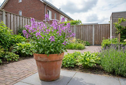 Damastbloem (Hesperis matrionalis) - Tuinplanten