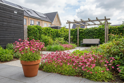 Mossteenbreek (Saxifraga (A) 'Blütenteppich') - Tuinplanten