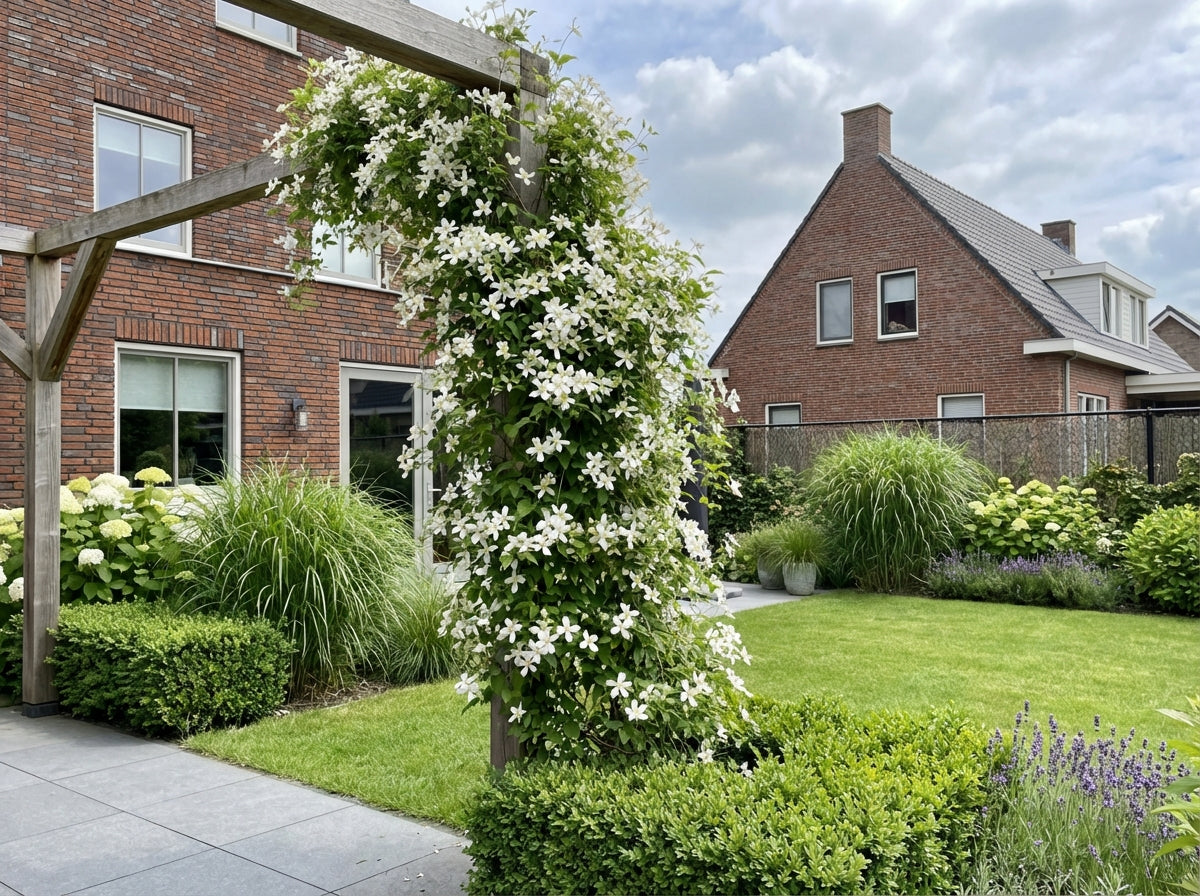 Klimplant Clematis Paul Farges (Bosrank) - Klimplanten