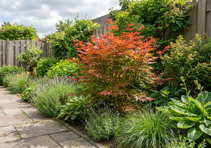 Japanse Esdoorn (Acer palmatum 'Phoenix') - Japanse Esdoorn