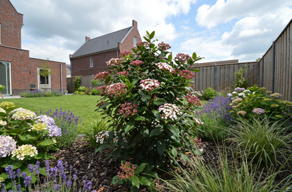 Sneeuwbal (Viburnum tinus ‘Gwenllian’) - Viburnum
